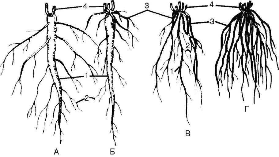 Типы корней и корневых систем - student2.ru