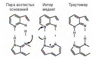 Типы замен оснований в молекулах ДНК - student2.ru