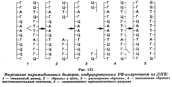 Типы замен оснований в молекулах ДНК - student2.ru