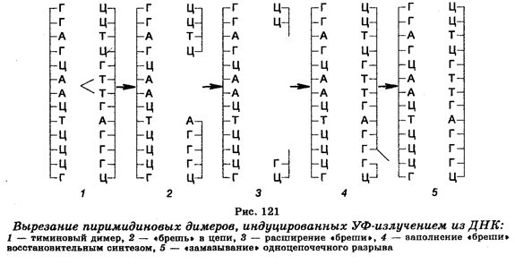 Типы замен оснований в молекулах ДНК - student2.ru