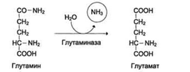 Токсичность аммиака. Его образование и обезвреживание. - student2.ru