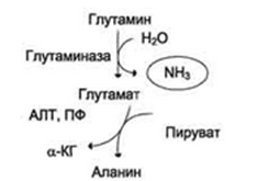 Токсичность аммиака. Его образование и обезвреживание. - student2.ru