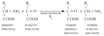 Трансаминирование аминокислот - student2.ru