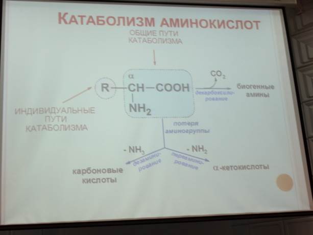 Трансаминирование, химизм. Трансаминазы, их специфичность. Роль витамина В6 в трансаминировании. Биологическая роль реакций транс- аминирования. - student2.ru