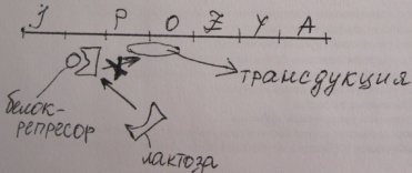 Транскрипция и ее молекулярный механизм - student2.ru