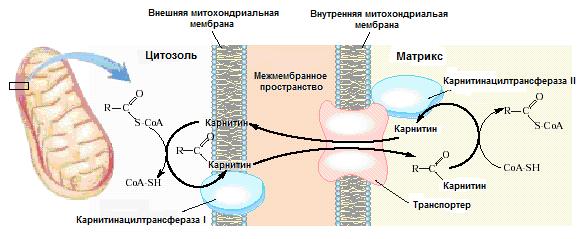 транспорт ацил-соа в митохондрии - student2.ru