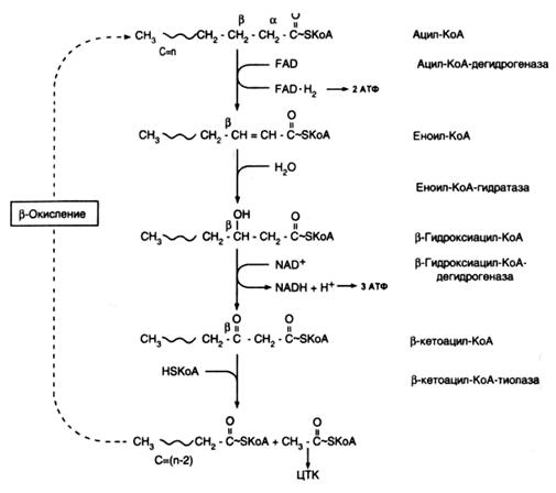 транспорт ацил-соа в митохондрии - student2.ru