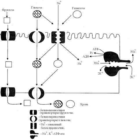 Транспорт глюкозы из крови в клетки - student2.ru