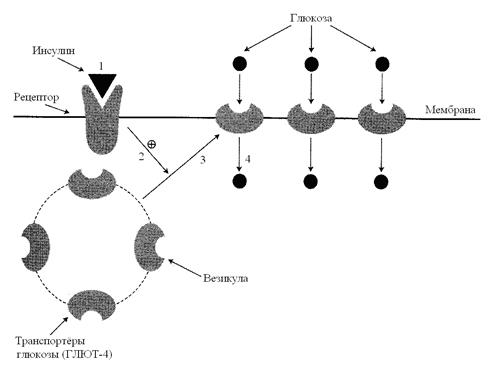 Транспорт глюкозы из крови в клетки - student2.ru