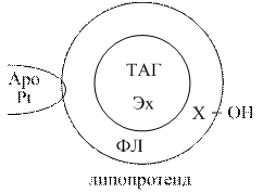 транспорт липидов кровью - student2.ru