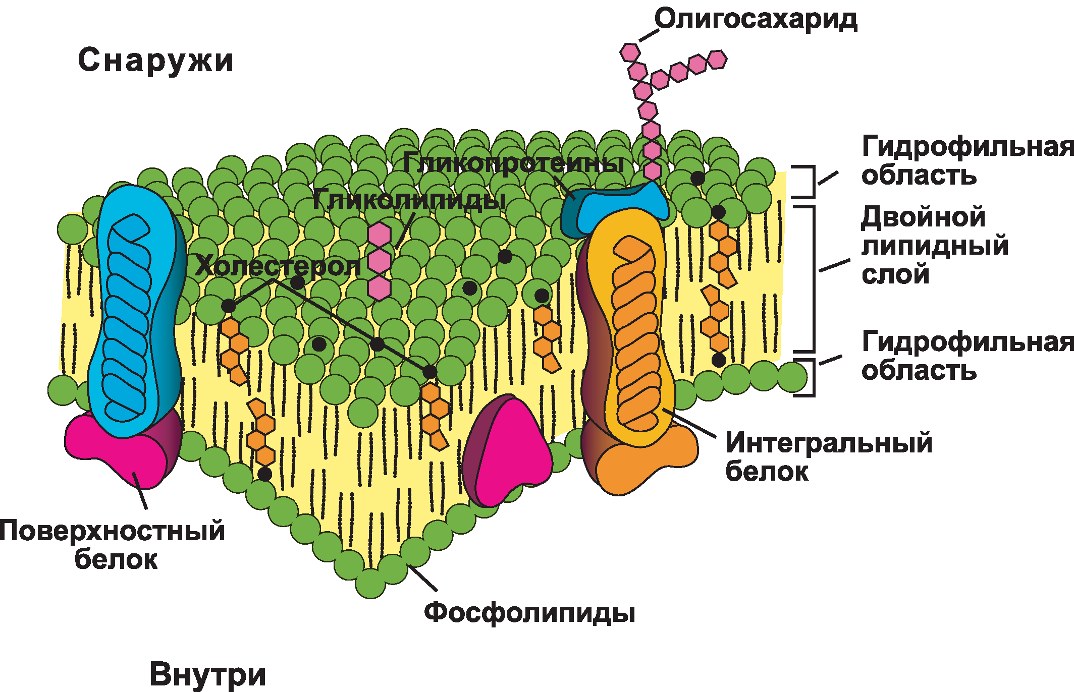 Транспорт веществ через мембрану - student2.ru