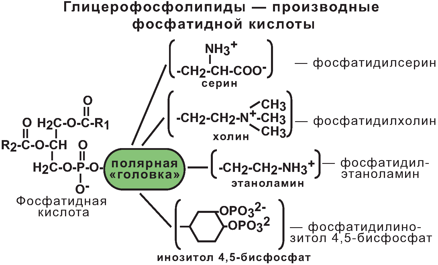 Транспорт веществ через мембрану - student2.ru