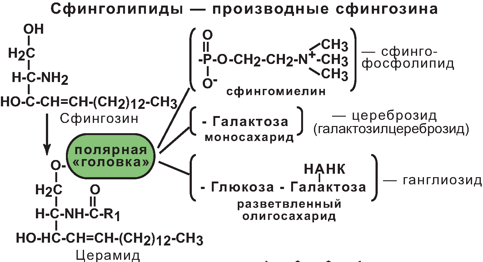 Транспорт веществ через мембрану - student2.ru