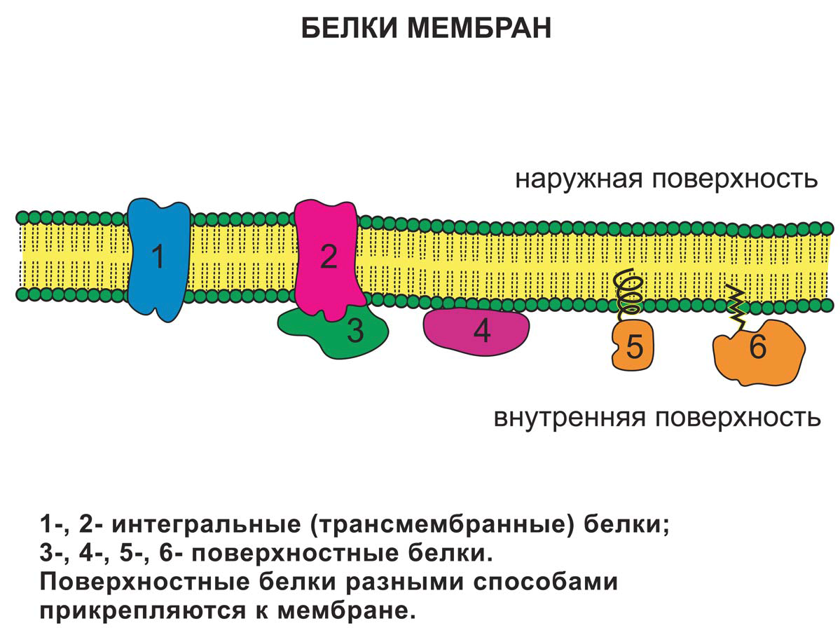 Транспорт веществ через мембрану - student2.ru