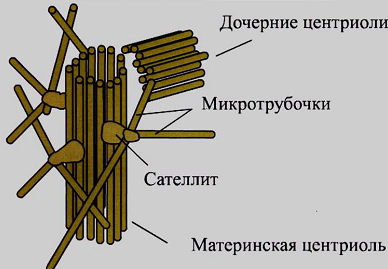 Транспорт веществ в мембранной упаковке. - student2.ru