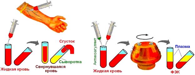 транспортная функция крови - student2.ru