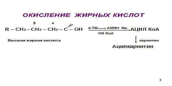 Транспортные формы липидов, строение, функции. Дислипопротеинемии - student2.ru