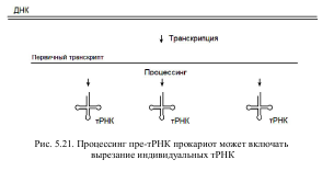 ТРНК-синтетазы их фунуции и образование тРНК - student2.ru