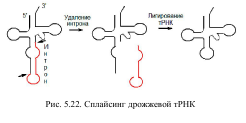 ТРНК-синтетазы их фунуции и образование тРНК - student2.ru