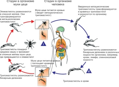 Trypanosoma gambiense – возбудитель сонной болезни (легкая, часто хроническая форма), переносчик - муха цеце, хозяева- человек, свиньи - student2.ru