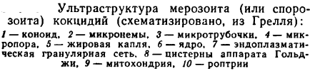 Trypanosoma gambiense – возбудитель сонной болезни (легкая, часто хроническая форма), переносчик - муха цеце, хозяева- человек, свиньи - student2.ru