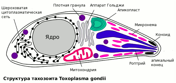 Trypanosoma gambiense – возбудитель сонной болезни (легкая, часто хроническая форма), переносчик - муха цеце, хозяева- человек, свиньи - student2.ru