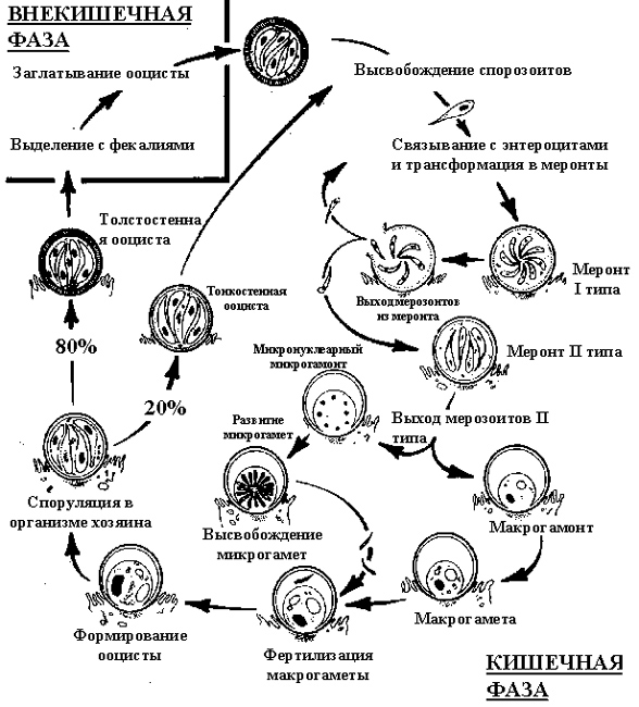 Trypanosoma gambiense – возбудитель сонной болезни (легкая, часто хроническая форма), переносчик - муха цеце, хозяева- человек, свиньи - student2.ru