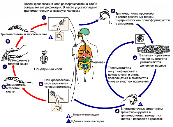 Trypanosoma gambiense – возбудитель сонной болезни (легкая, часто хроническая форма), переносчик - муха цеце, хозяева- человек, свиньи - student2.ru