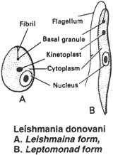 Trypanosoma gambiense – возбудитель сонной болезни (легкая, часто хроническая форма), переносчик - муха цеце, хозяева- человек, свиньи - student2.ru