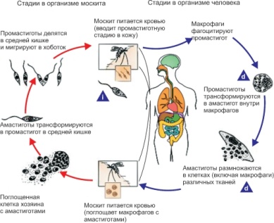 Trypanosoma gambiense – возбудитель сонной болезни (легкая, часто хроническая форма), переносчик - муха цеце, хозяева- человек, свиньи - student2.ru