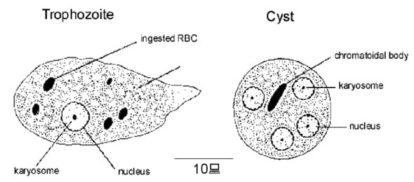 Trypanosoma gambiense – возбудитель сонной болезни (легкая, часто хроническая форма), переносчик - муха цеце, хозяева- человек, свиньи - student2.ru