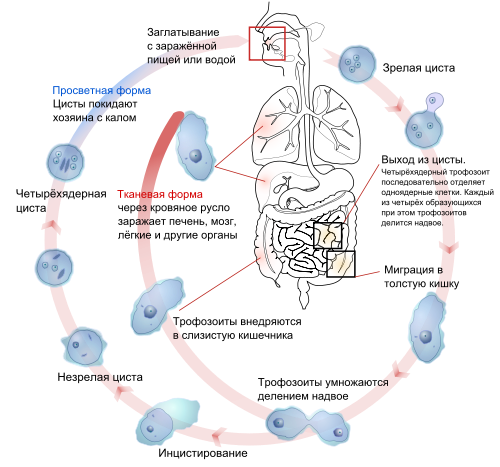 Trypanosoma gambiense – возбудитель сонной болезни (легкая, часто хроническая форма), переносчик - муха цеце, хозяева- человек, свиньи - student2.ru