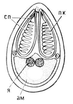 Trypanosoma gambiense – возбудитель сонной болезни (легкая, часто хроническая форма), переносчик - муха цеце, хозяева- человек, свиньи - student2.ru