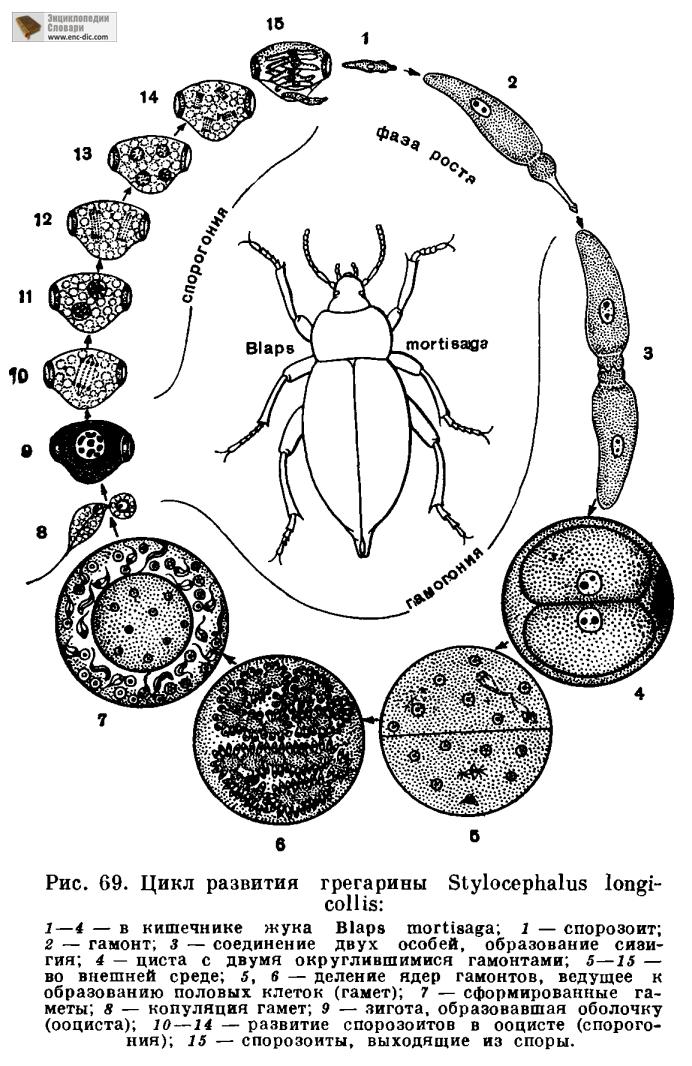 Trypanosoma gambiense – возбудитель сонной болезни (легкая, часто хроническая форма), переносчик - муха цеце, хозяева- человек, свиньи - student2.ru