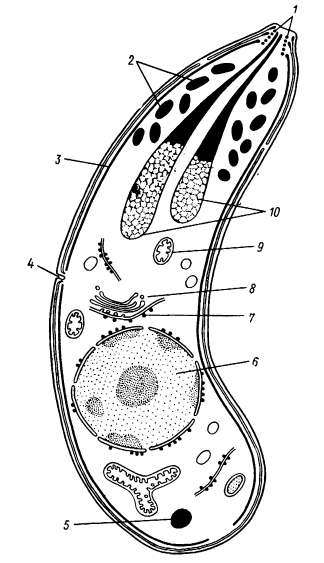 Trypanosoma gambiense – возбудитель сонной болезни (легкая, часто хроническая форма), переносчик - муха цеце, хозяева- человек, свиньи - student2.ru