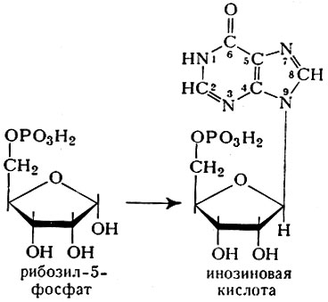 Участие аминокислот в процессах биосинтеза - student2.ru