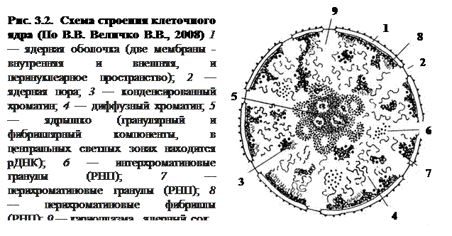 Участие в транспорте веществ через мембрану - student2.ru