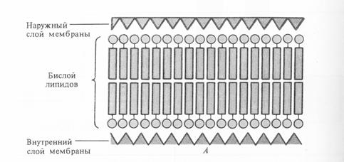 Участие в транспорте веществ через мембрану - student2.ru