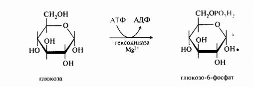 Участки перекреста ПФП с гликолизом - student2.ru