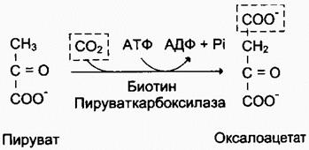 Участки перекреста ПФП с гликолизом - student2.ru