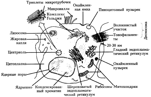 Участвует в терморегуляции. - student2.ru