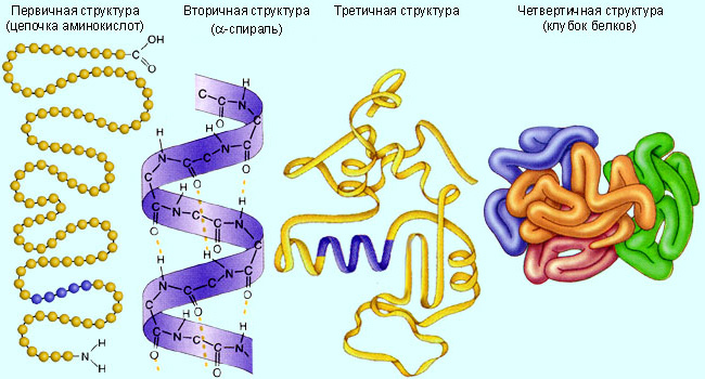 Участвует в терморегуляции. - student2.ru