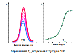 УФ Спектроскопия биополимеров - student2.ru