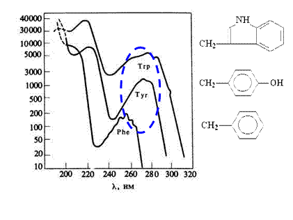 УФ Спектроскопия биополимеров - student2.ru