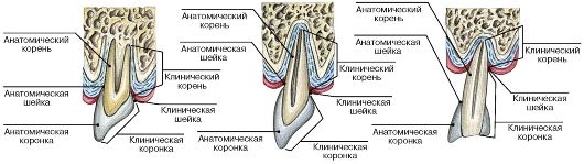 Углубления задней стенки брюшинной полости и таза мужчины. 1 страница - student2.ru