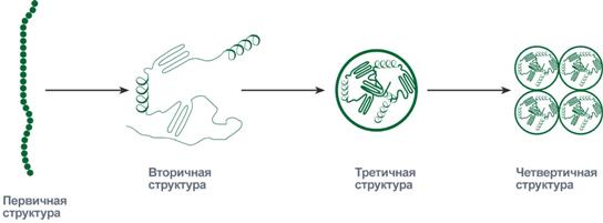 Укладка белка в виде каната и гармошкой - student2.ru