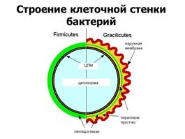 ультраструктура бактериальной клетки - student2.ru