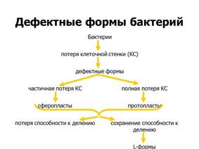 ультраструктура бактериальной клетки - student2.ru