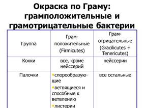 ультраструктура бактериальной клетки - student2.ru