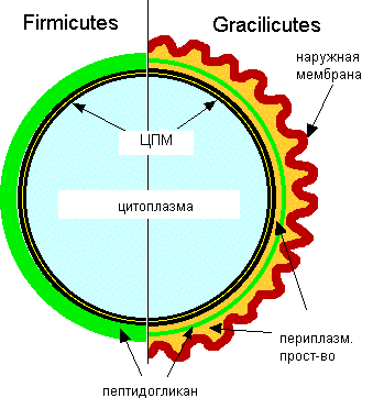 ультраструктура бактериальной клетки - student2.ru